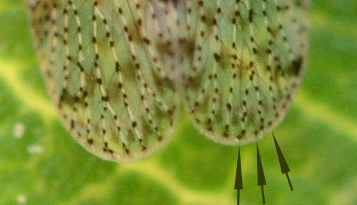 Tachycixius pilosus
